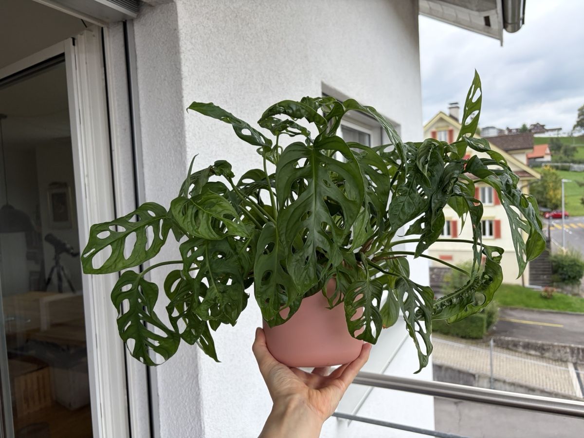 Plantes & graines: Monstera Adansonii  – D'occasion à Baar par annasorbian 1