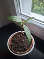 Avocado -