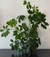 Schefflera arboricola, gross und sehr buschig