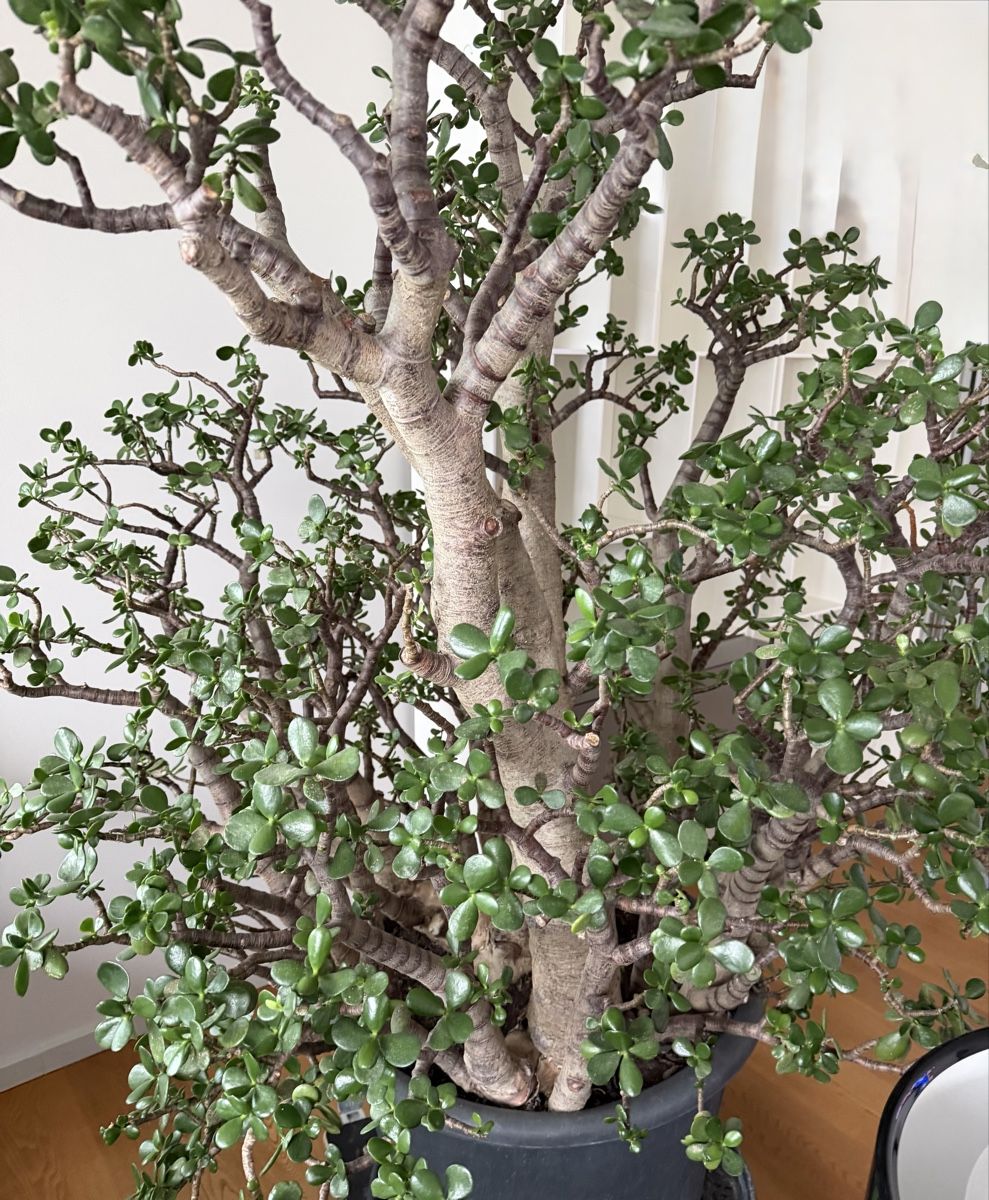 Piante & sementi: 100 jährige Crassula (Glücksbaum/Geldbaum) – Usato da Weggis venduto da agabara77 3
