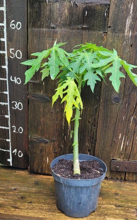 Papaya Pflanze Kaufen auf Ricardo