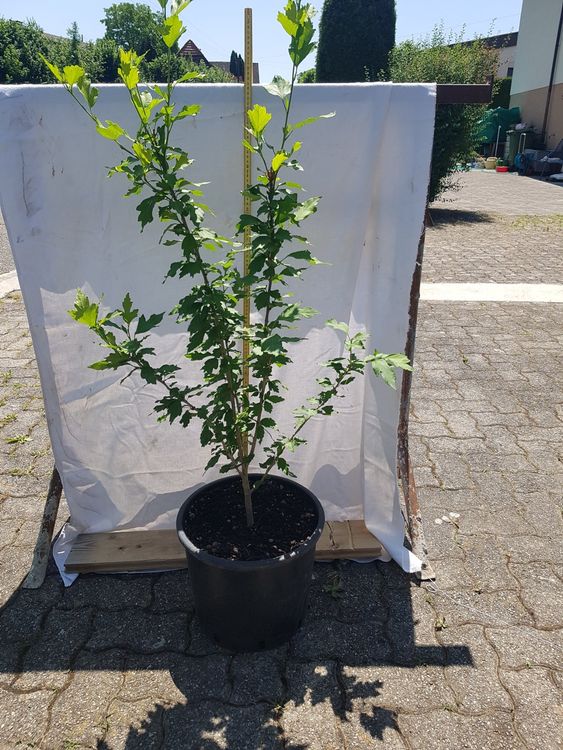 Hibiscus Winterhart (6) Kaufen auf Ricardo