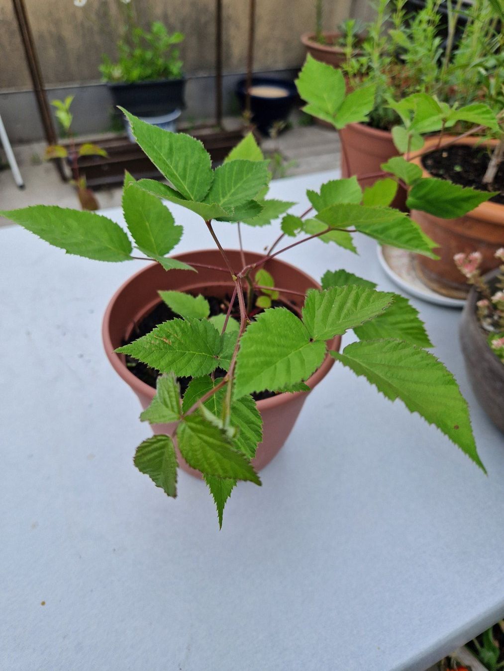 Piante & sementi: Balkon-/Gartenpflanze: Brombeere – Usato da Münchenbuchsee venduto da Aare22 1