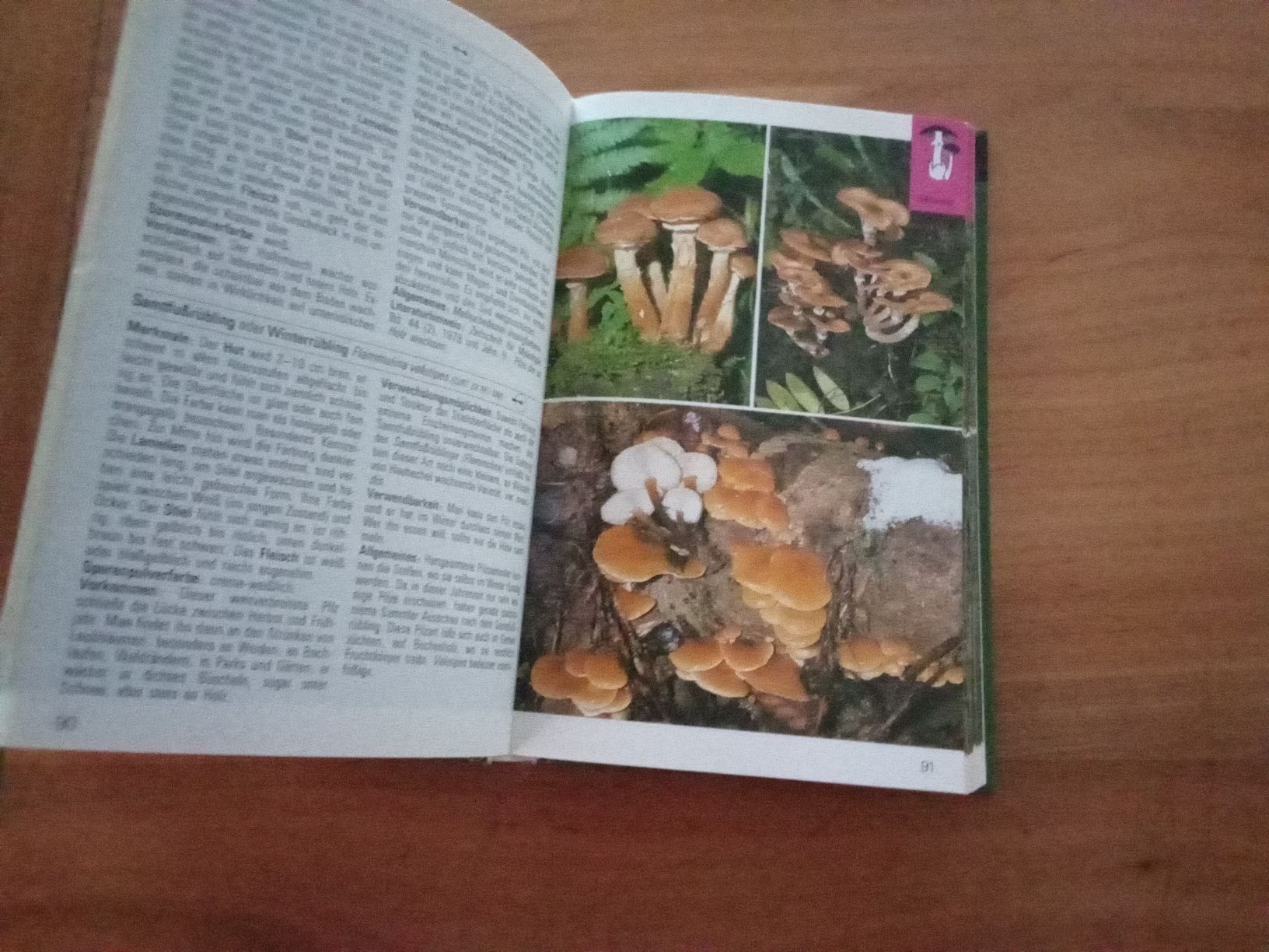 Bücher: PILZ -BUCH – Gebraucht aus Muri BE von Alk 3