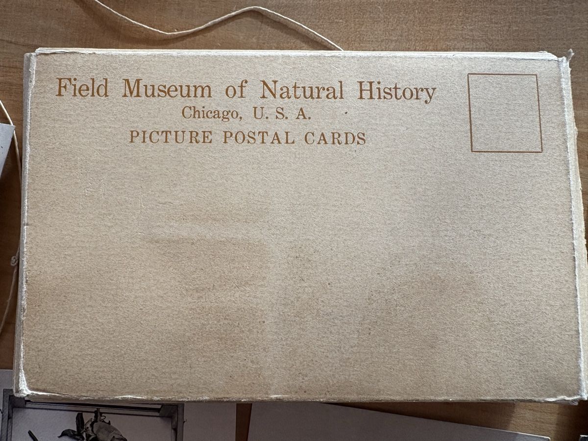 Cartoline postali: AK von Natur Historisches Museum Chicago – Usato da Rümlang venduto da Kartenpost1 4