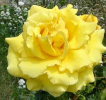 Rose Polyantha "TRANDAFIR" Farbe: GELB (Stamm 50 cm Wurzel)‪
