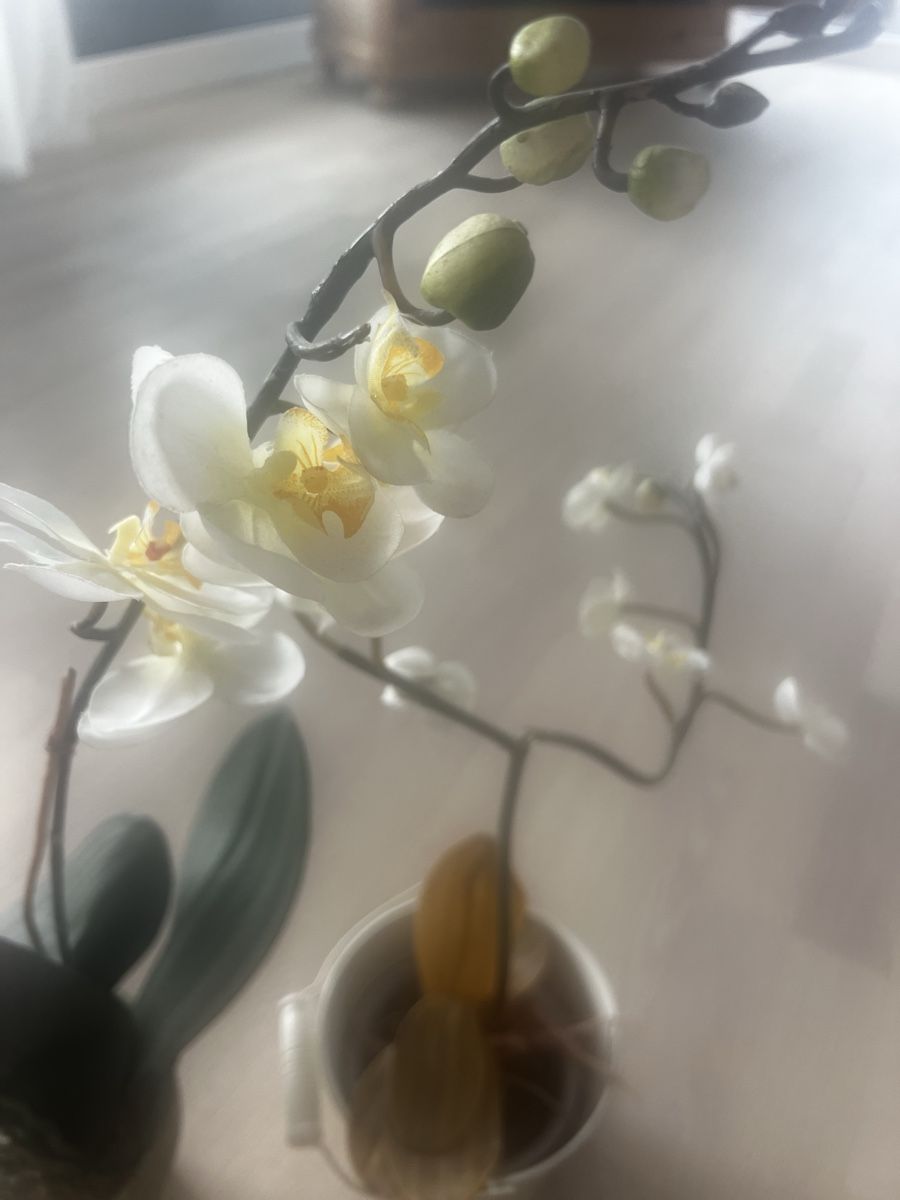 Globus Tutte le decorazioni: Weisse Orchideen 2 Stück – Nuovo (secondo la descrizione) da Bülach venduto da Cucculi 1