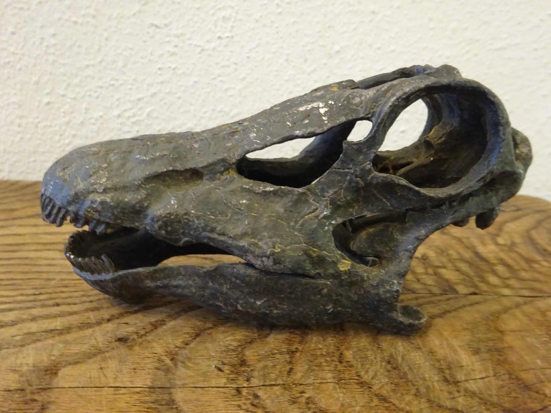 Fossili: Schädel Saurier – Usato da Esslingen venduto da eintagammeer 4