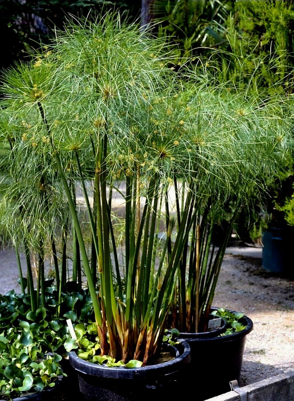 Piante & sementi: Ab 5.- fr  5 Samen Ägyptischer Papyrus "CYPERUS" – Nuovo e nell'imballaggio originale da Rovio venduto da POSITIFFARTandPLANTS 2