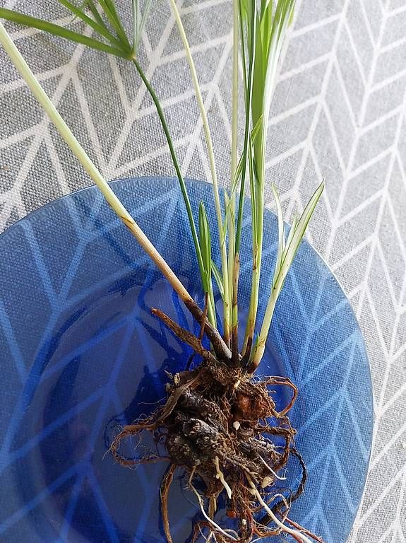 Cyperus Alternifolius Variegata Zyperngras variegata (Gebraucht) in  Schwaderloch fr CHF 69  mit Lieferung auf Ricardo kaufen