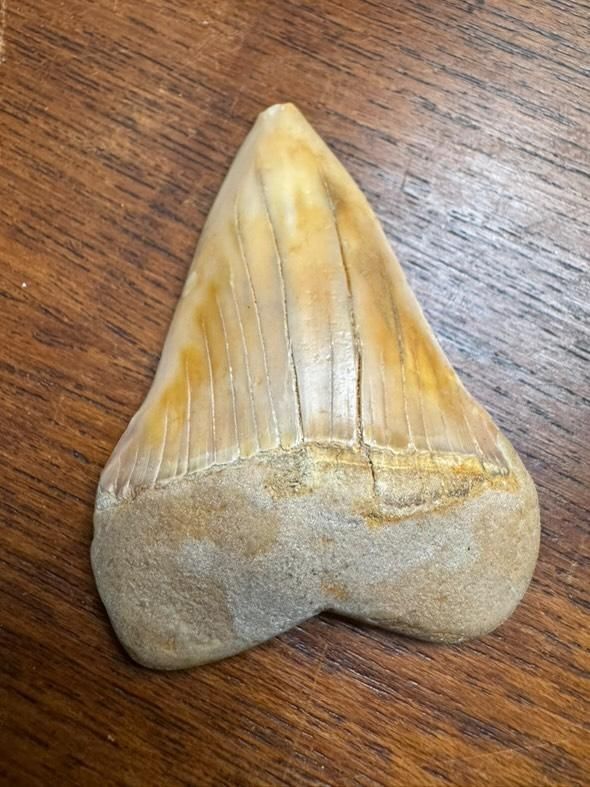 Fossili: dent de requin fossilisee – Usato da Vésenaz venduto da Angela.C3 1