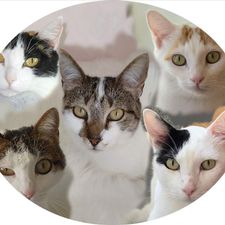 Profile image of Cat-Judy