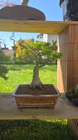 Shishigashira Bonsai