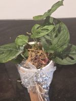 Monstera Adansonii, Affenmaske im Topf mit Deko, Geschenk 🪴