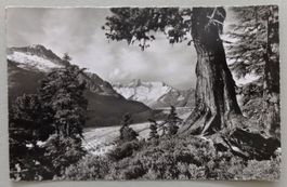 Im Aletschwald, am Gr. Aletschgletscher bei Riederalp