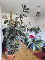 Gummibaum 2m20 (Ficus Elastica) 