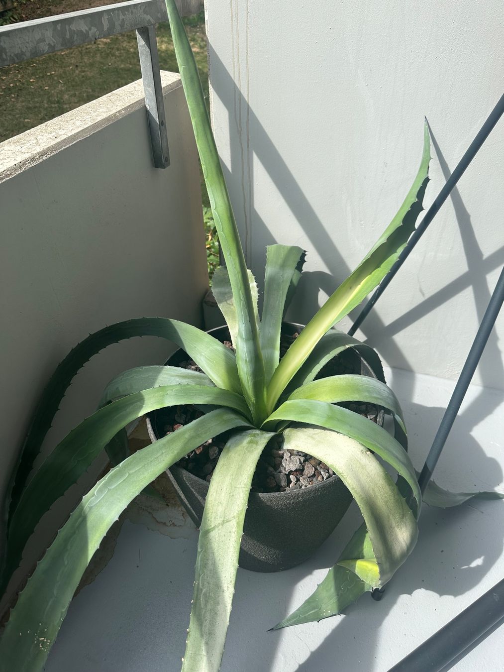 Piante & sementi: Agave groß und kräftig – Usato da Zürich venduto da von_7vbl 1