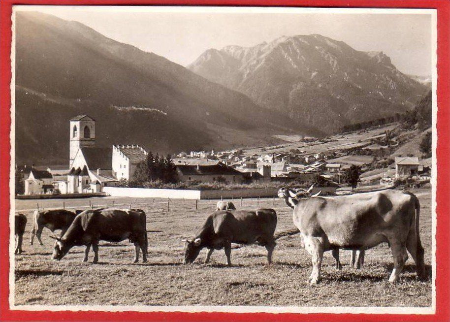 Cartoline postali: MÜSTAIR, KÜHE, GROSSFORMAT – Usato da Grüningen venduto da Kartenlaube