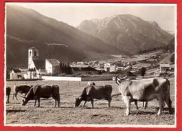 MÜSTAIR, KÜHE, GROSSFORMAT