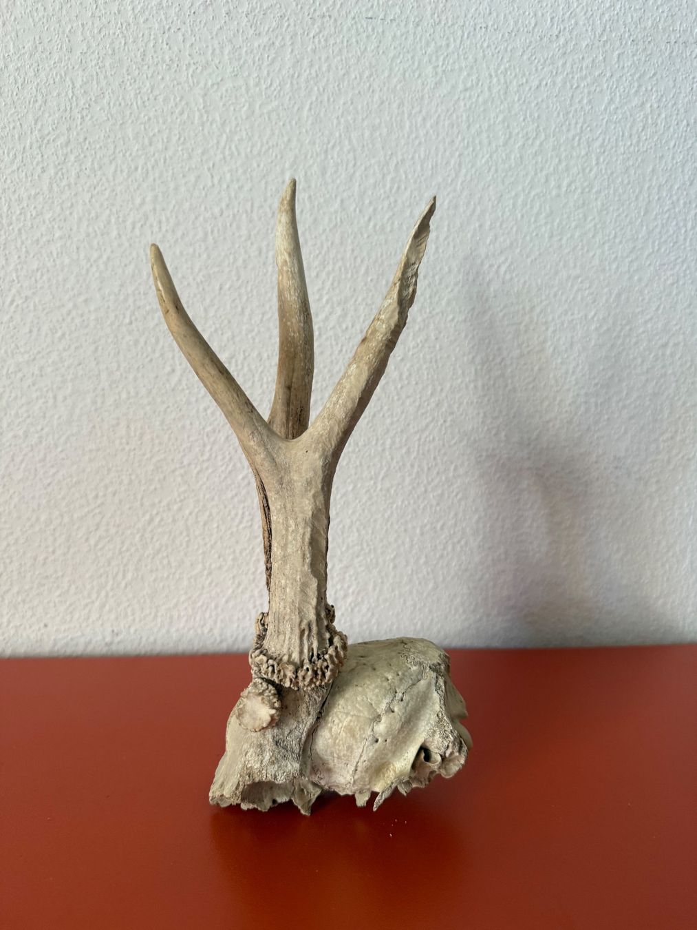 Welt der Tiere: Bois chevreuil (mâle) – Gebraucht aus Lausanne von Ruche_ 1