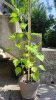 Hibiskus, ca. 1 jährig, 3 Stück