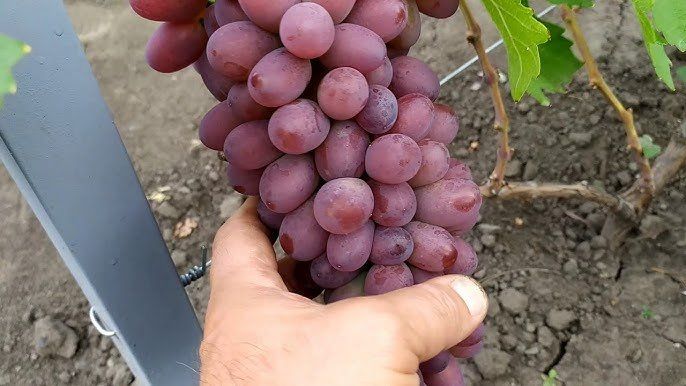 Piante & sementi: Vigne - Raisin de collection RASPBERRY SUPER  (PLANT) – Nuovo (secondo la descrizione) da Bremblens venduto da FIBONACCI369 1