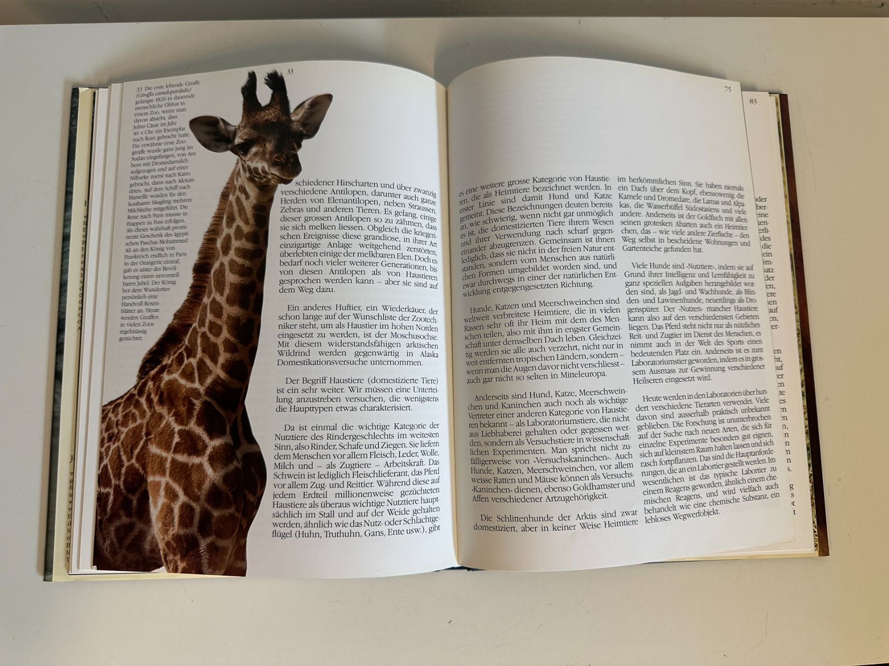 Libri: Buch "Geburtsort Zoo" Silvabuch – Usato da Urdorf venduto da Erika666 1