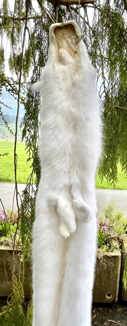 Il mondo degli animali: Echtes Polar Fuchs Fell - Neu – Nuovo (secondo la descrizione) da Thun venduto da Abalona3600 1