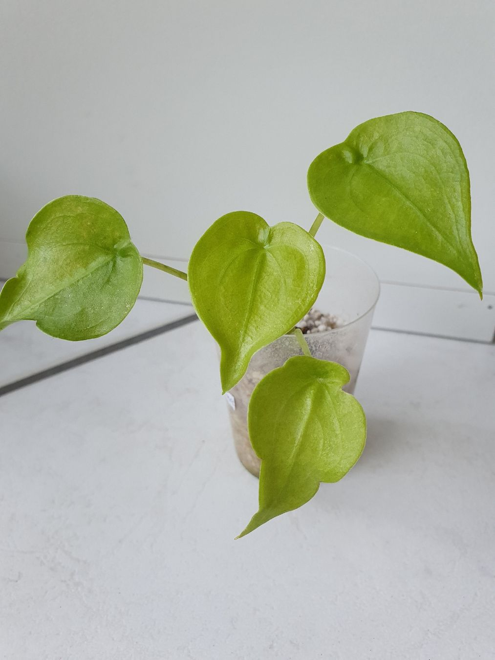 Pflanzen & Samen: Alocasia Cucullata Aurea – Gebraucht aus Erlinsbach SO von Lea030