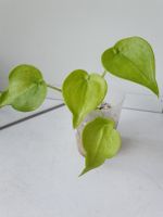 Alocasia Cucullata Aurea