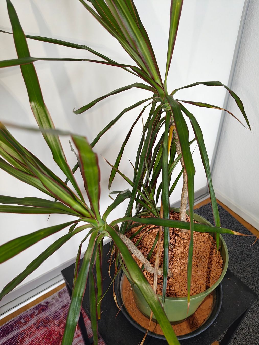 Pflanzen & Samen: Dracaena Marginata / Drachenbaum Zimmerpflanze – Gebraucht aus Basel von jos_2z5q 2