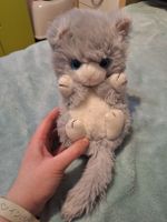 Chaton mignon en peluche grise aux yeux bleus