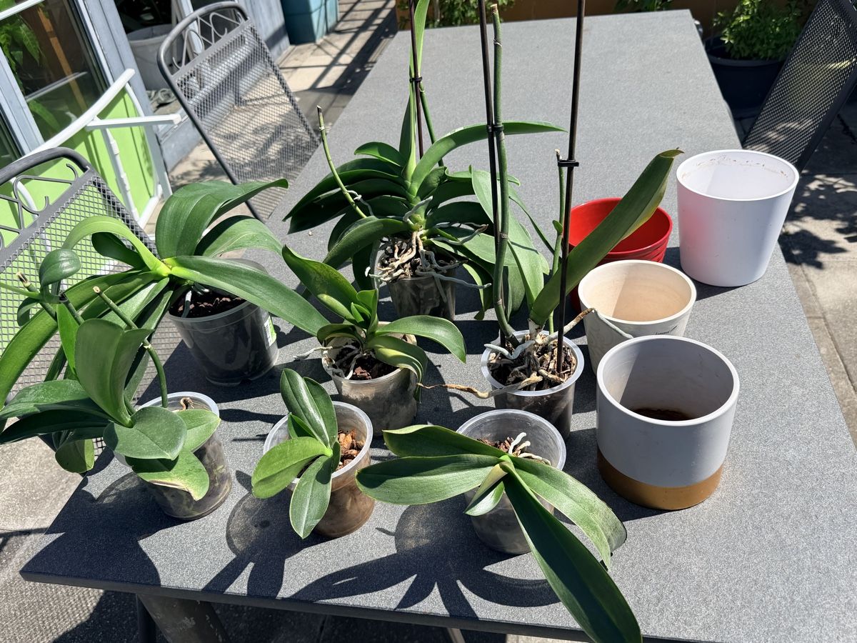 Pflanzen & Samen: Set 7 Orchideen mit 4 Töpfe – Gebraucht aus Zürich von d-ron 4