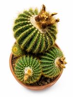 🌵 Großer, mehrköpfiger Goldkugelkaktus im Terrakottatopf – 