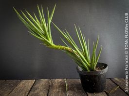 Sansevieria Francisii 1+1 - einzigartig schön - oder?