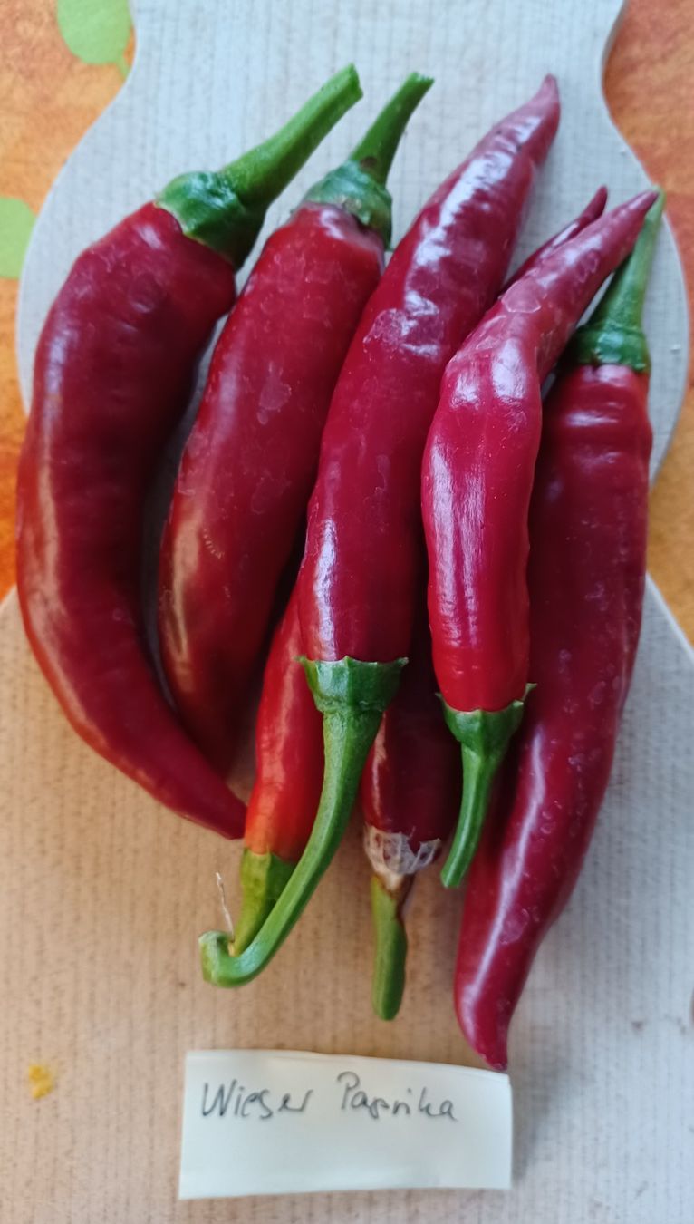 Piante & sementi: Samen Paprika Wieser 10Stk. 2024 – Usato da Schwaderloch venduto da bademeister79
