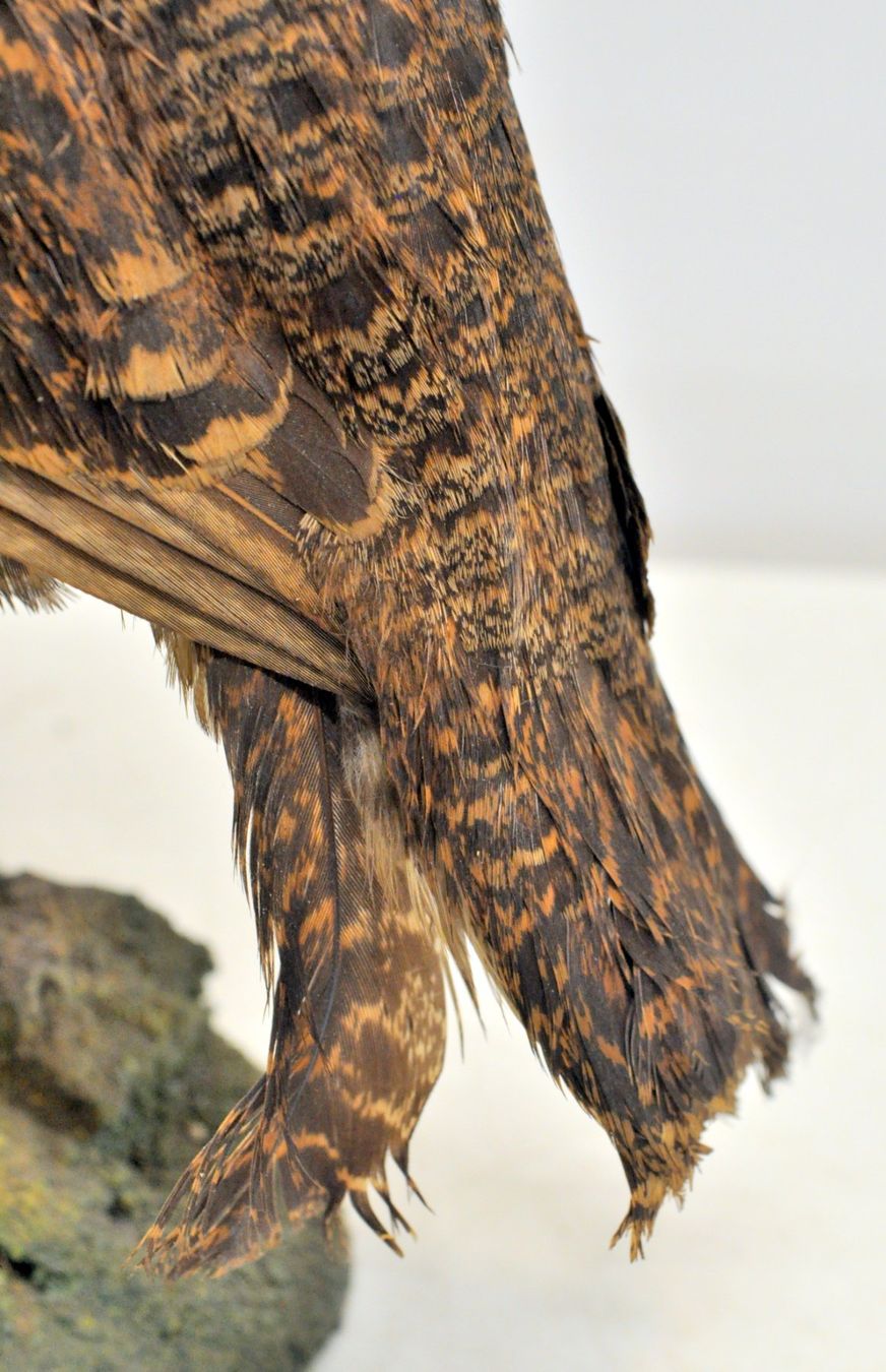 Welt der Tiere: Tétras naturalisé – Gebraucht aus Neuchâtel von Neuchatel 7