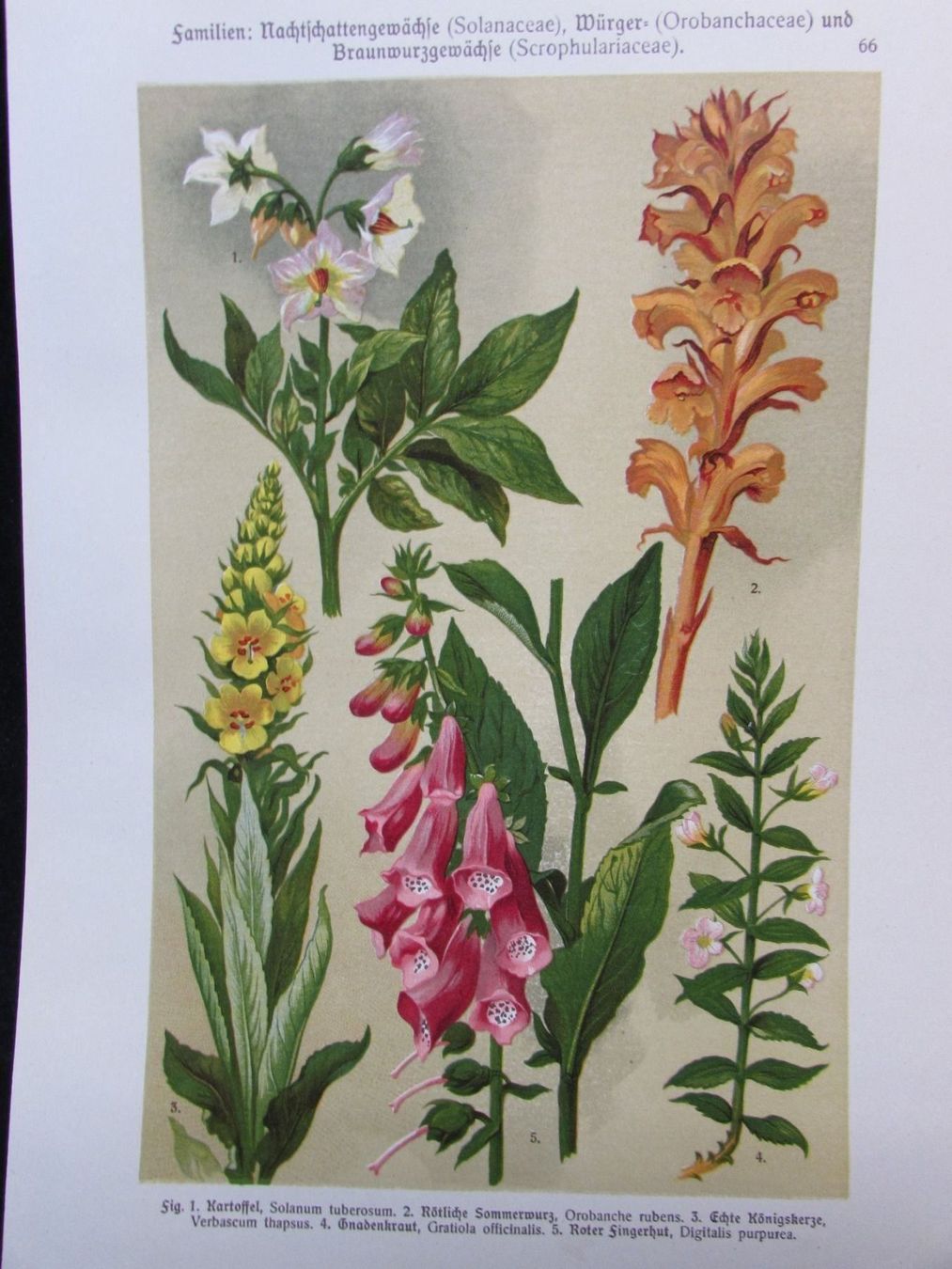Stiche: Botanik, 2 Litho.Tafeln,1911 – Gebraucht aus Walchwil von Shells1 1