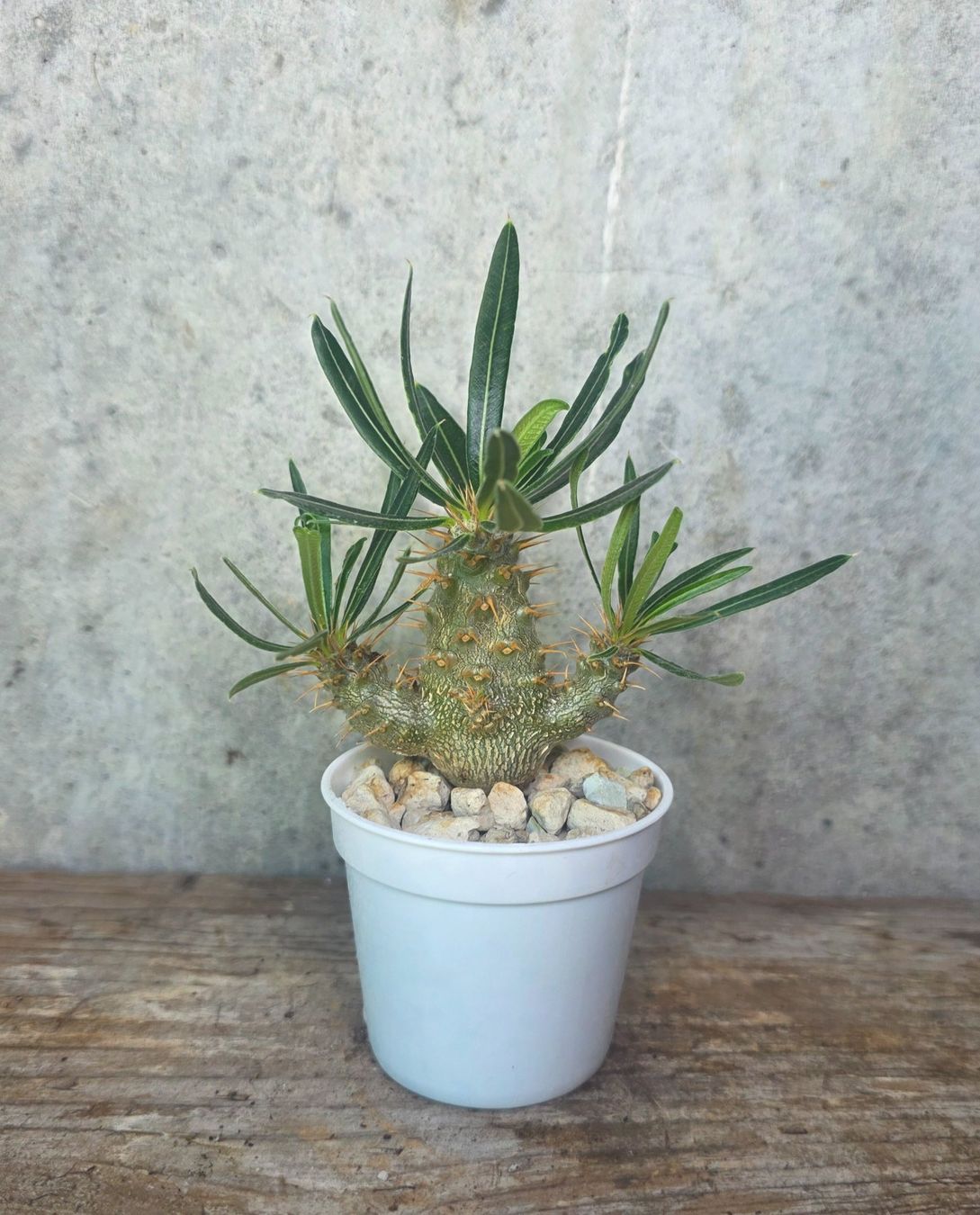 Piante & sementi: Pachypodium rosulatum – Usato da St.Erhard venduto da Plumilandschweiz