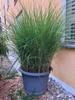 Grosses Gras/Chinaschilf (Miscanthus sin. 'Gracillimus')