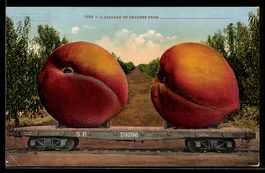 A Carload of Peaches from..., gigantisch
