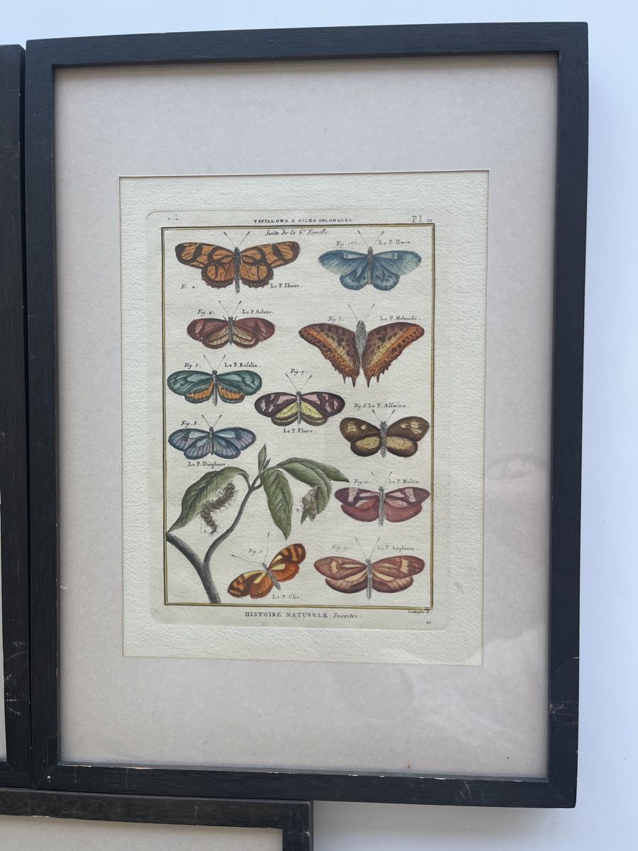 Poster & Bilder: 3 antike Bilder Schmetterlinge gerahmt – Gebraucht aus Lostorf von SimLou 2