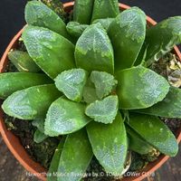 Haworthia Mutica Byakuya - eine "Fenster-Haworthie"
