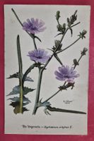 Wegwarte Cichorium intybus 1944 rar