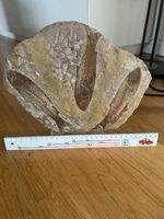 Dalle de poisson fossile – Knightia eocaena