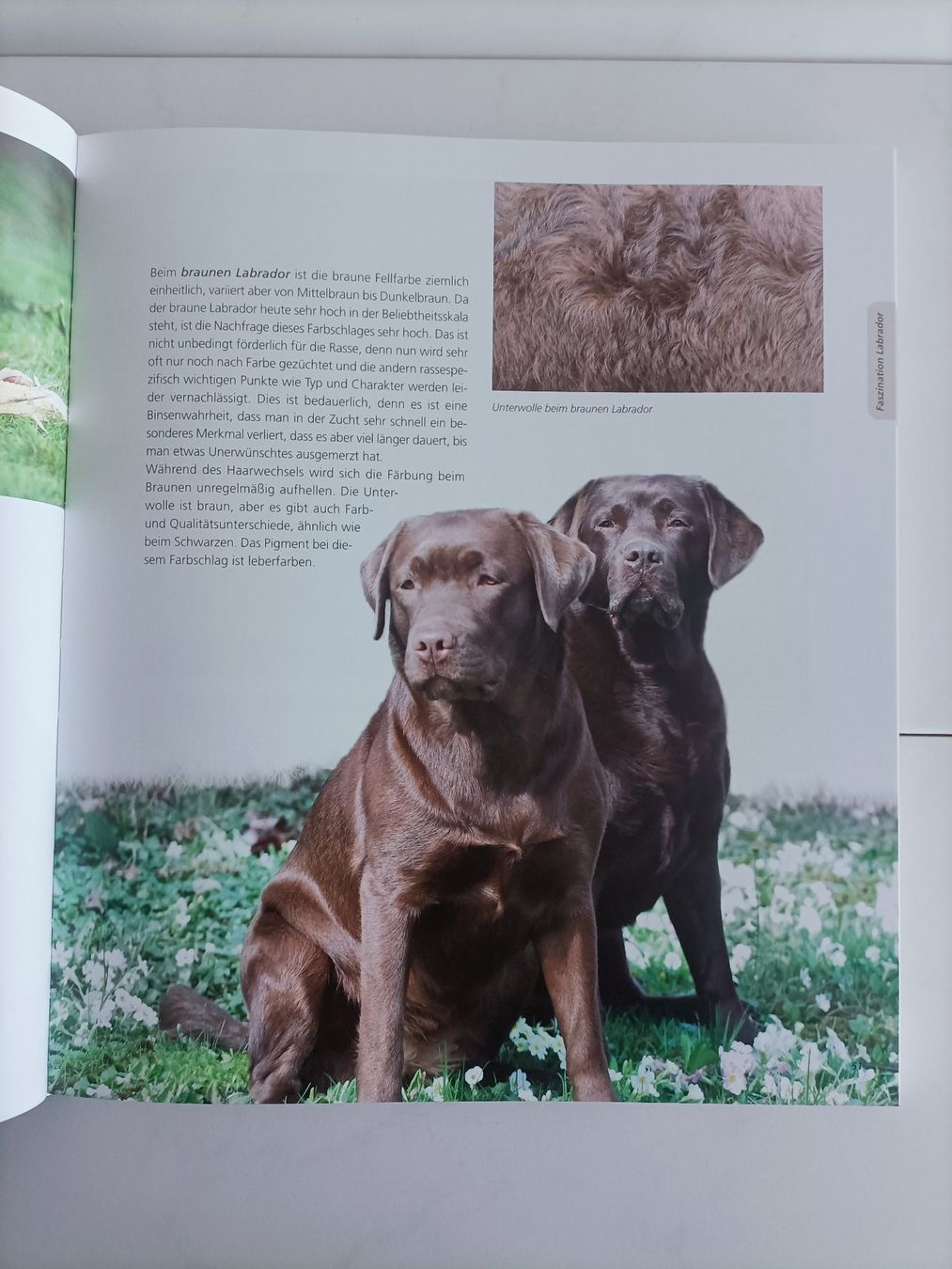 Bücher: Labrador Retriever / Rosemarie Wild / Muller 2011 – Gebraucht aus crans montana von AB3963 4