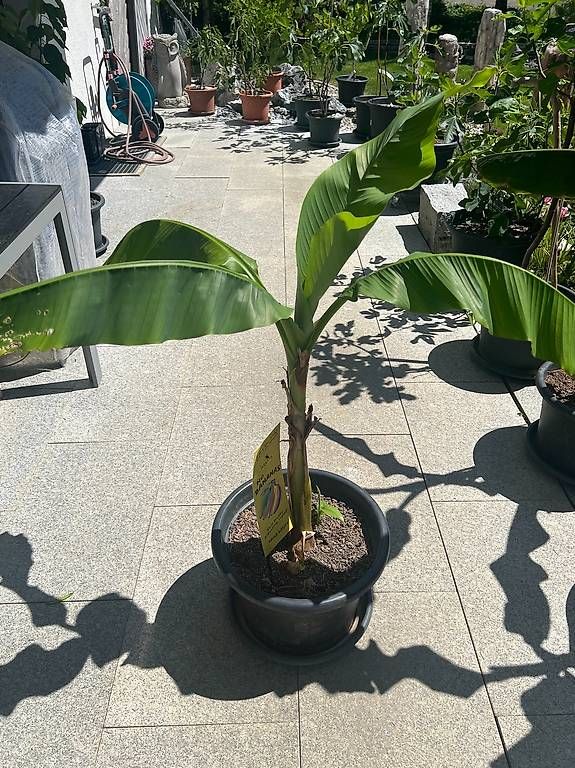 Piante & sementi: Bananenbaum – Usato da Riniken venduto da Rikaner