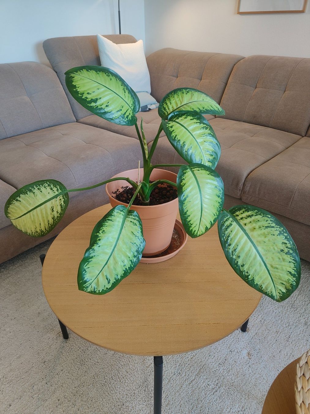 Pflanzen & Samen: Dieffenbachia Zimmerpflanze mit Topf – Neu (gemäss Beschreibung) aus Grüt (Gossau ZH) von R.K.24