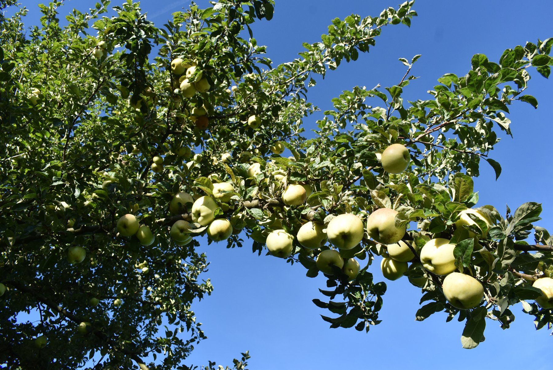 Cibi & Specialità: Frische Äpfel Sorte Dübendorfer Milchapfel – Nuovo (secondo la descrizione) da Otelfingen venduto da Stauffacher61 1