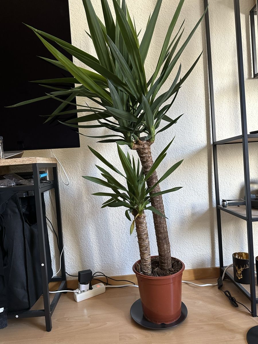 Piante & sementi: Zimmerpflanze Yucca – Usato da Bern venduto da LOGAN7